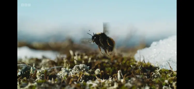 Lapland bumblebee (Bombus lapponicus) as shown in Frozen Planet II - Frozen Lands
